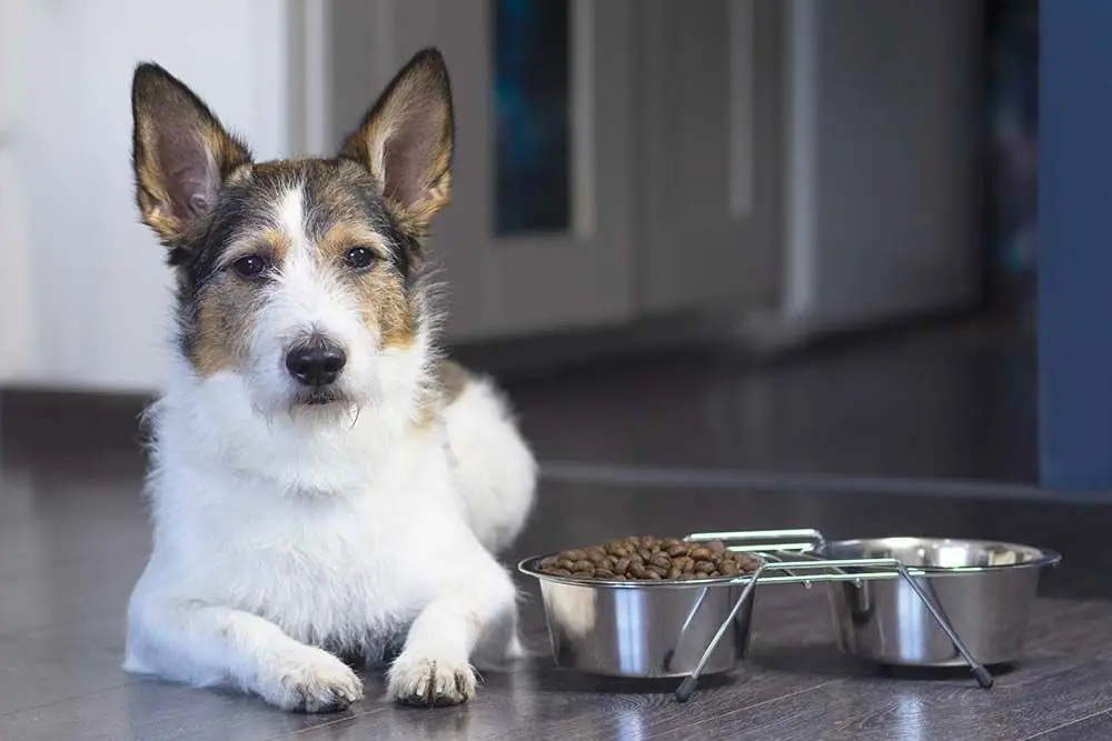 Il rapporto tra dieta e dermatite nei cani