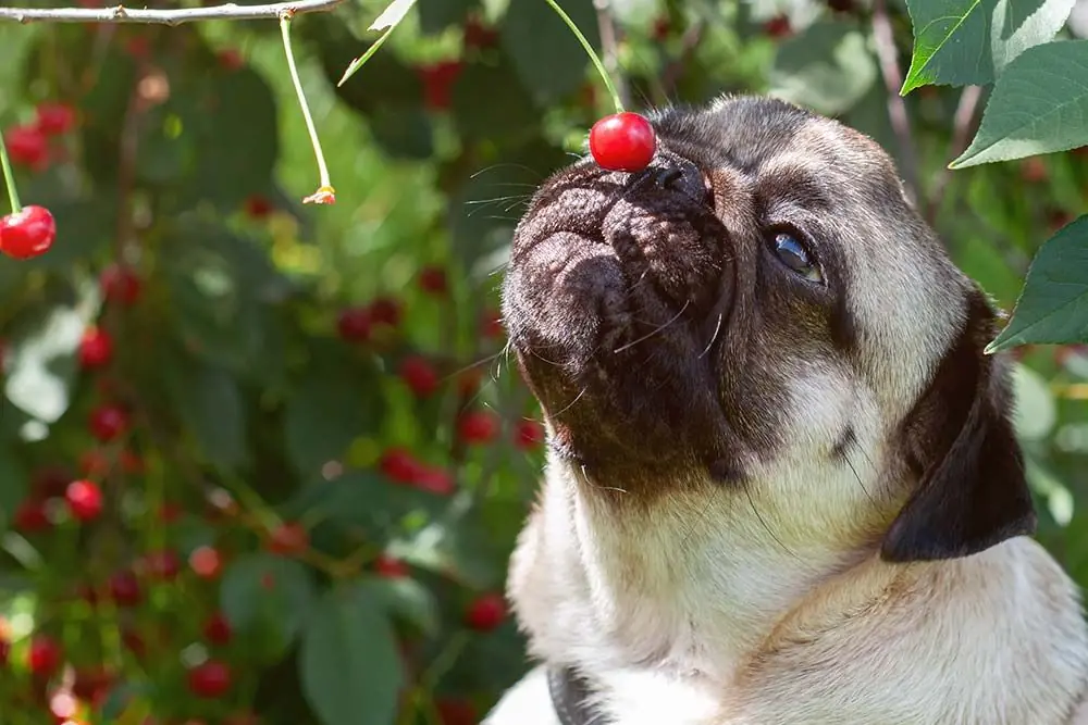 Il vostro cane può mangiare le ciliegie? Scopritelo qui