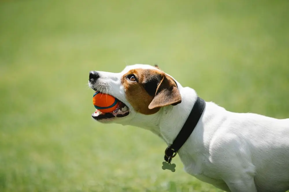 Jack Russel