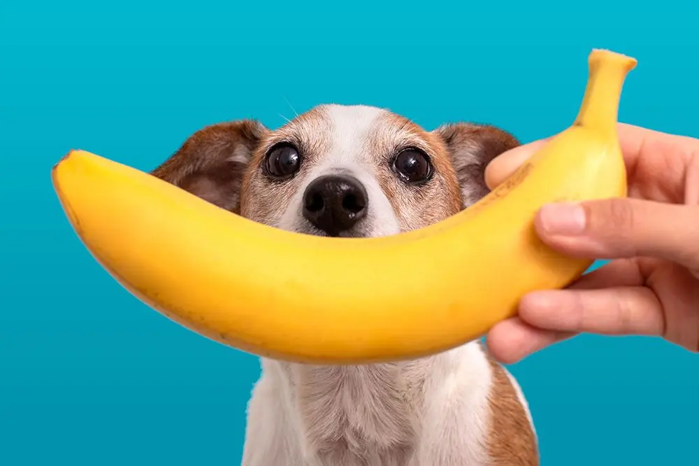 La banana è un alimento adatto al cane?