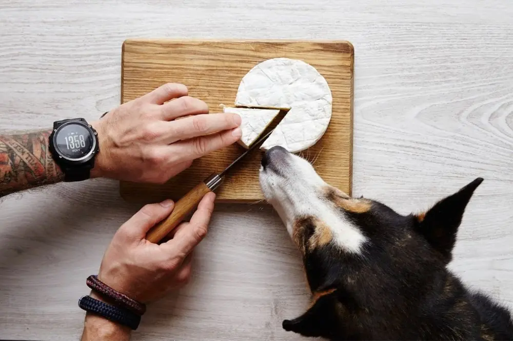 La mozzarella è un alimento adatto al cane?