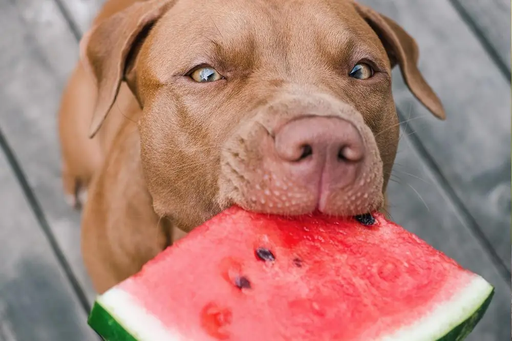 L'anguria è un buon alimento per il vostro cane?