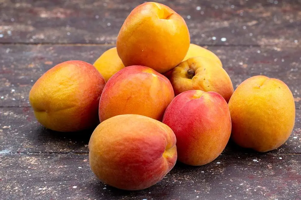 Le albicocche sono un alimento adatto al vostro cane?