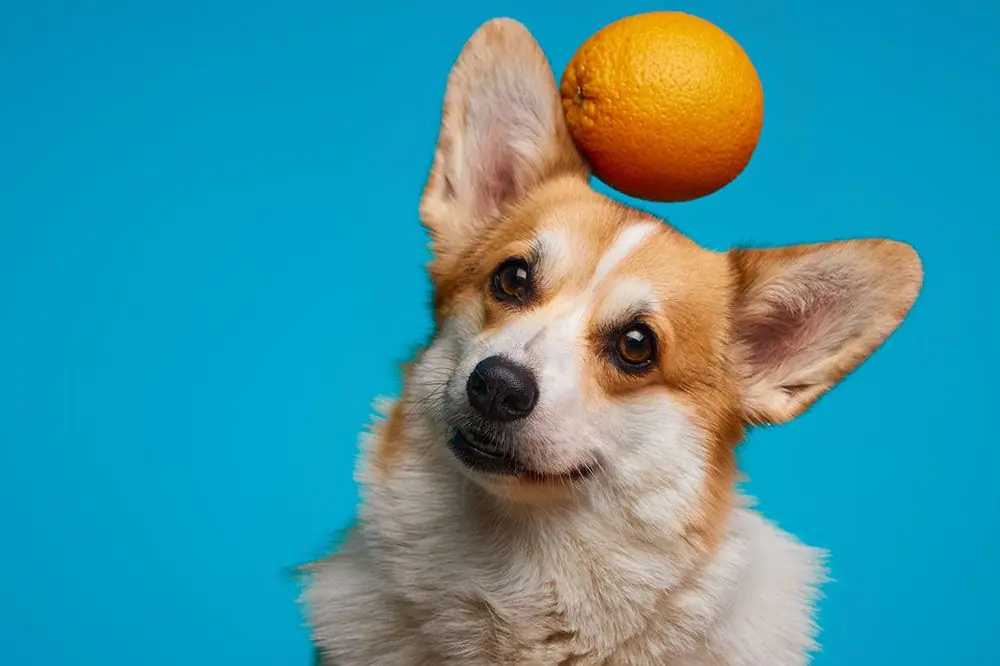 Le arance sono un alimento adatto al vostro cane? Scopritelo qui