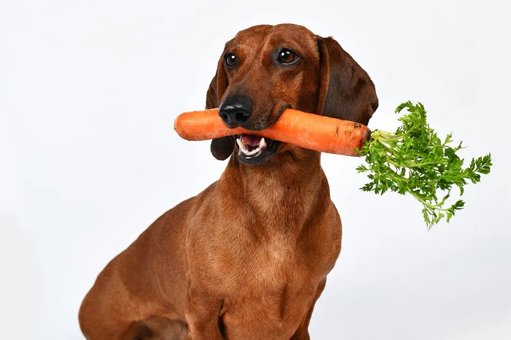 Le carote sono un alimento adatto al vostro cane?