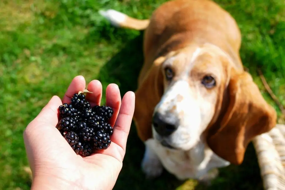 Le more sono un alimento adatto al cane?