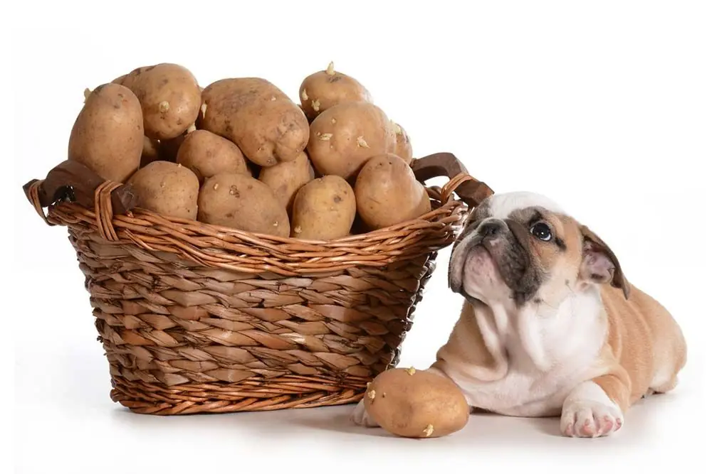 Le patate sono un alimento adatto al cane? Scopri cosa può mangiare il tuo cane qui