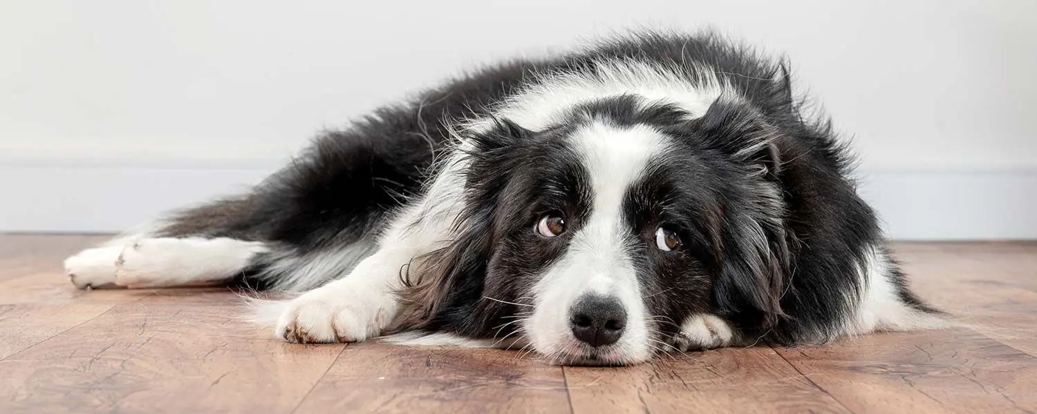 Les signes de la maladie de la moelle osseuse chez les chiens et comment la traiter