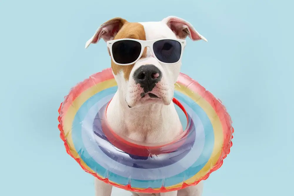 Listado de las mejores playas para perros de España