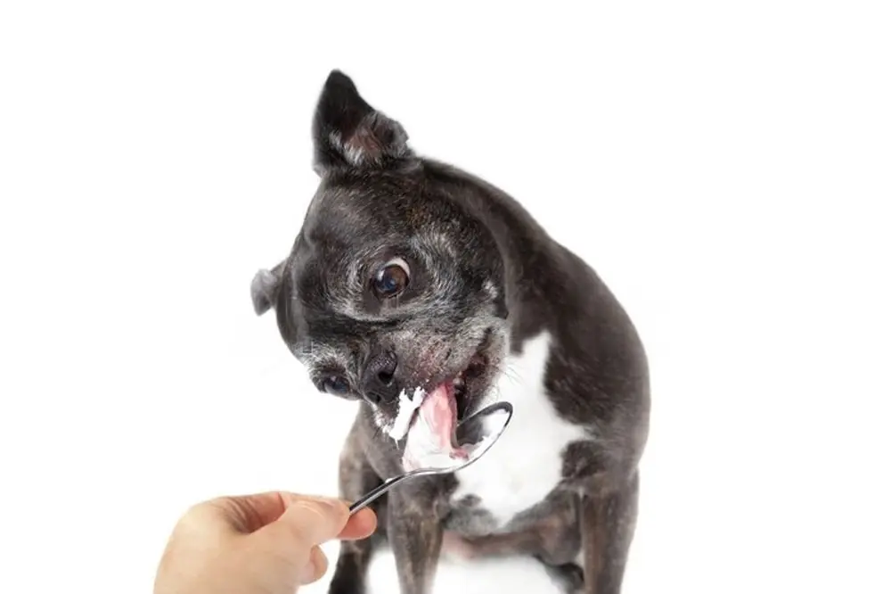 Lo yogurt è un alimento adatto al vostro cane?