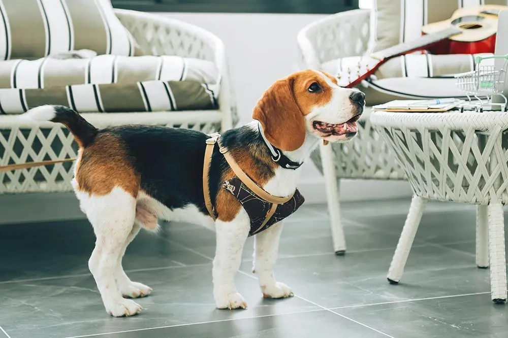 Los mejores hoteles en Barcelona que admiten mascotas 