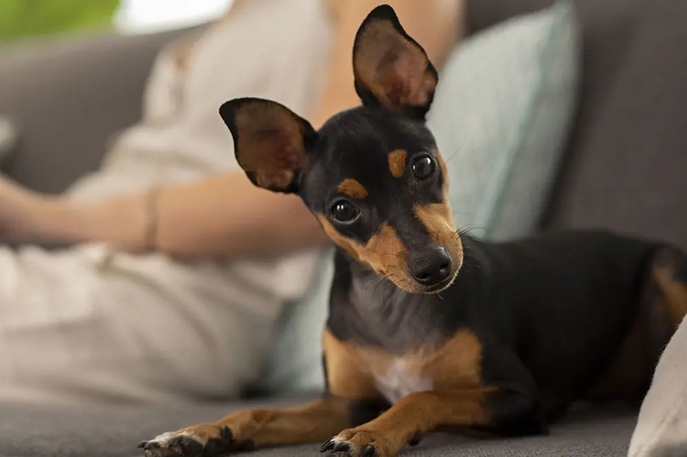 Los mejores hoteles en Sevilla admiten mascotas 