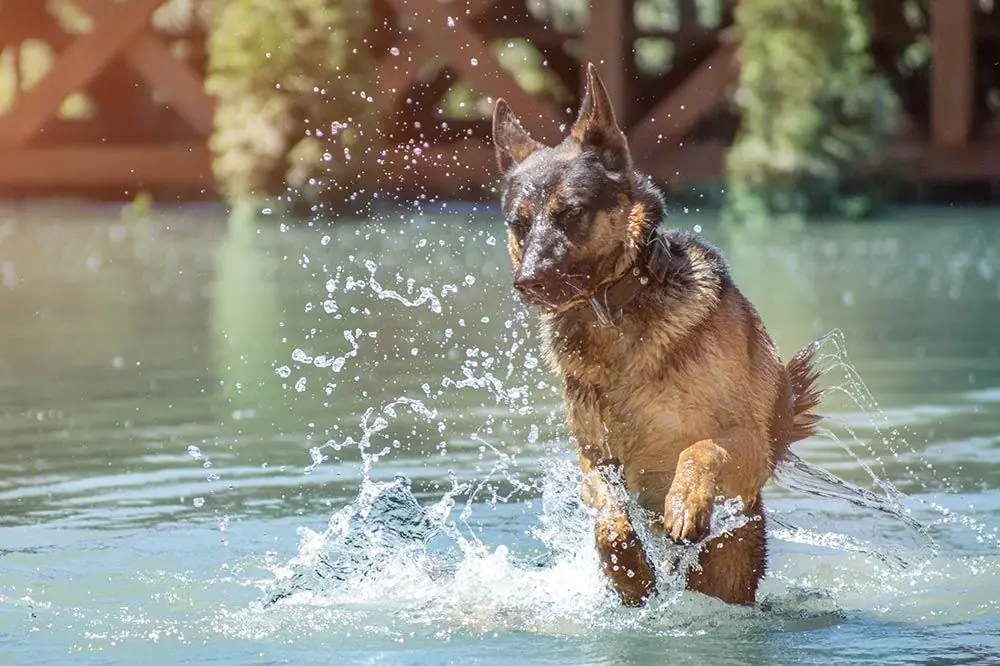 Lugares para practicar deportes acuáticos con perro
