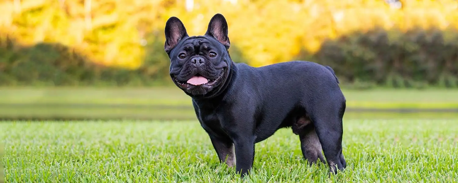 Mejor alimentación para el Bulldog Francés