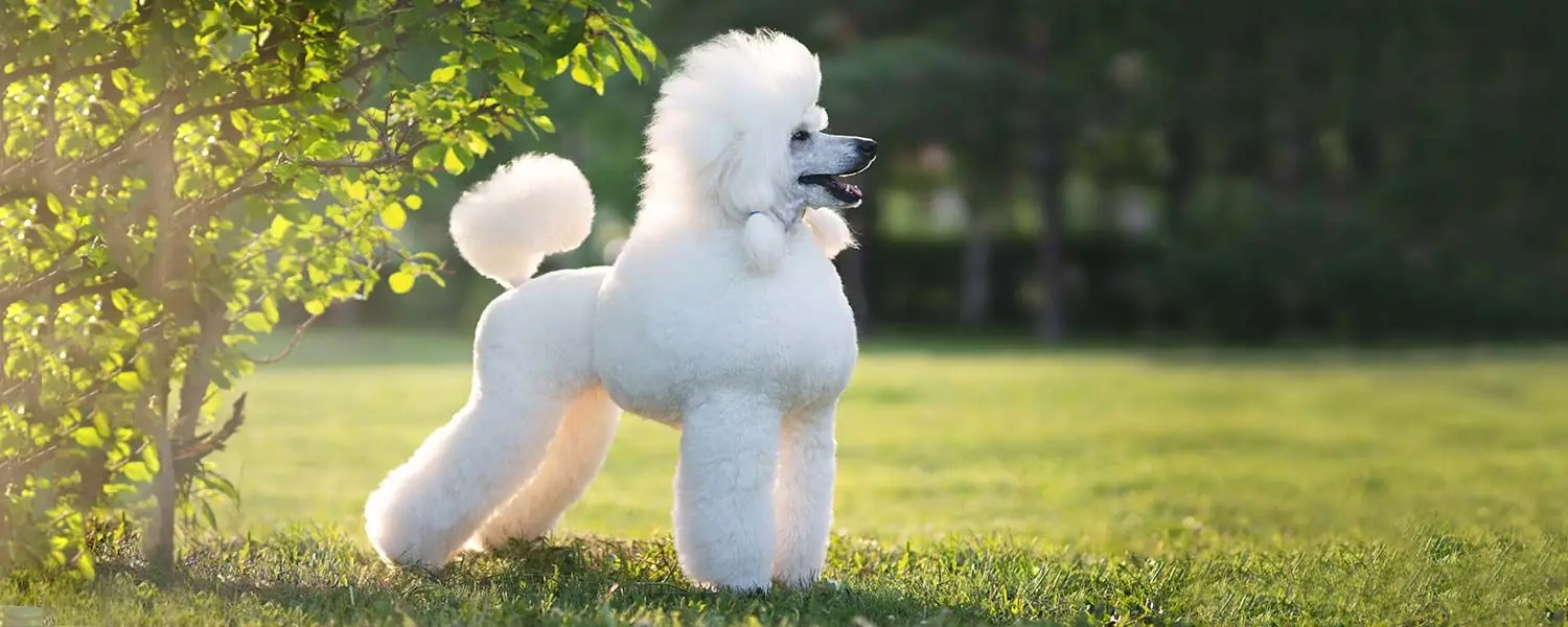 Meilleure alimentation pour le Caniche