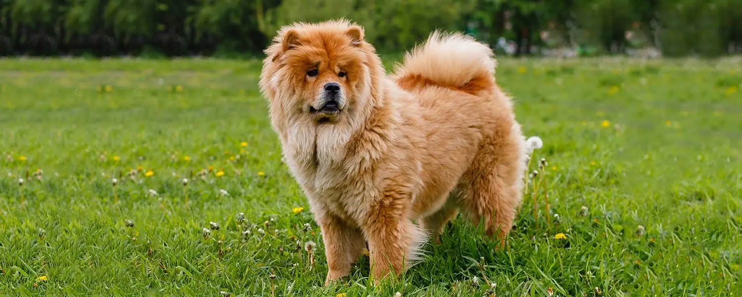 Mejor alimentación para el Chow Chow: guía completa para una dieta saludable y natural