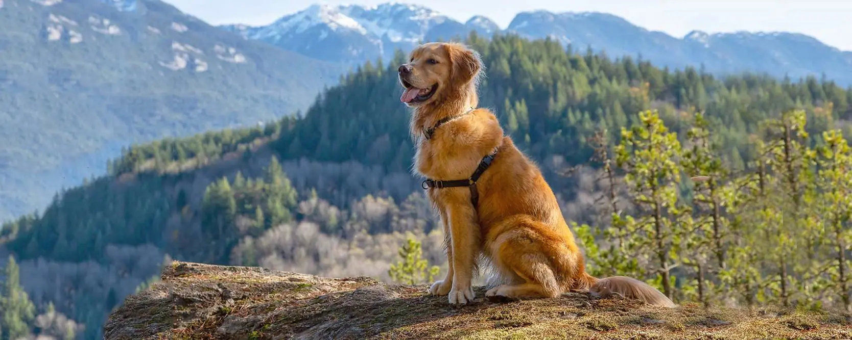 Mejor alimentación para el Golden Retriever