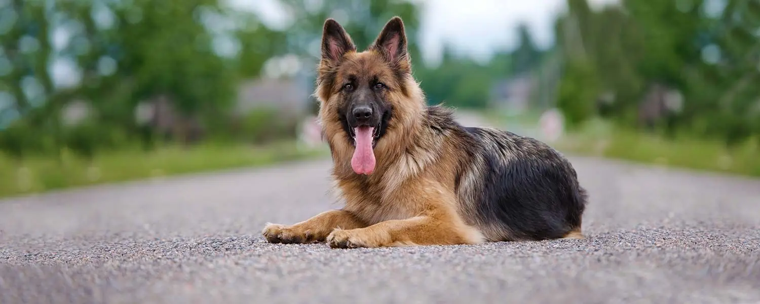 Mejor alimentación para el Pastor alemán