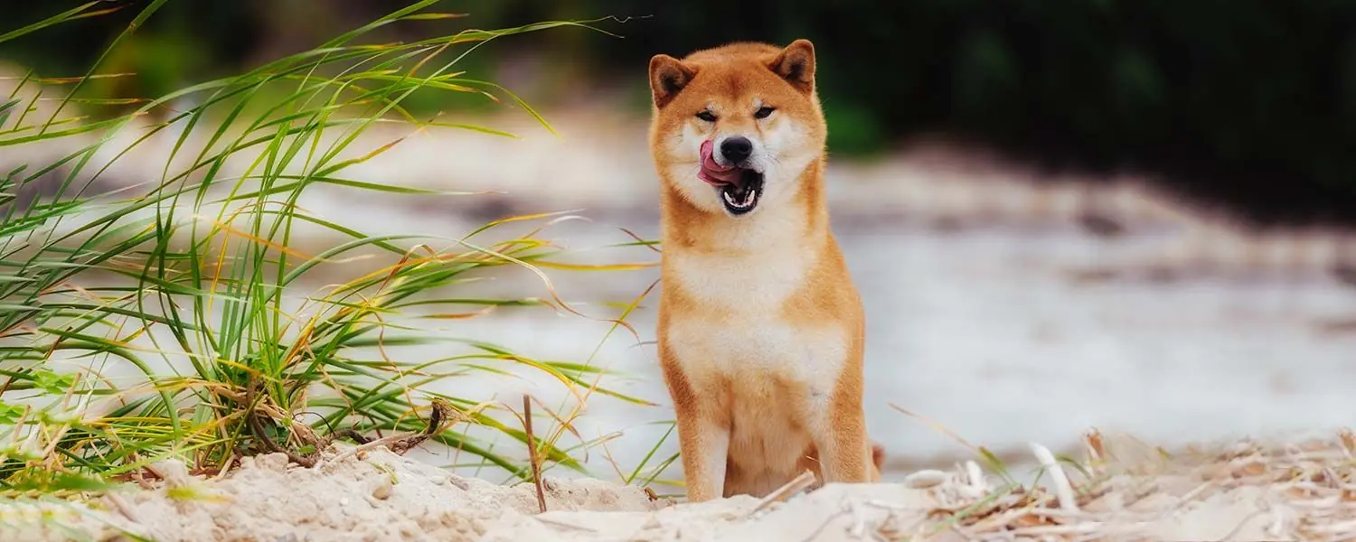 Mejor alimentación para el Shiba Inu