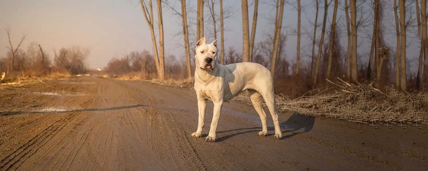 Mejor alimentación para el dogo argentino