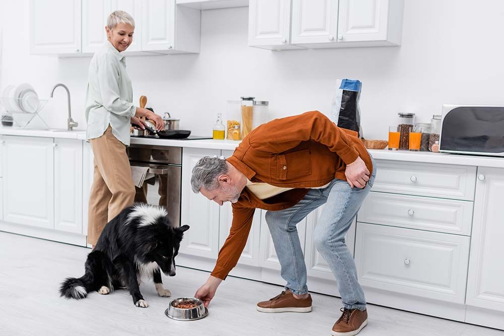 Mejores opciones de alimentacion Border Collie