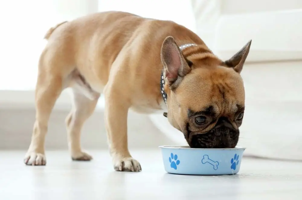 Mejores opciones de alimentacion para el Bulldog Frances