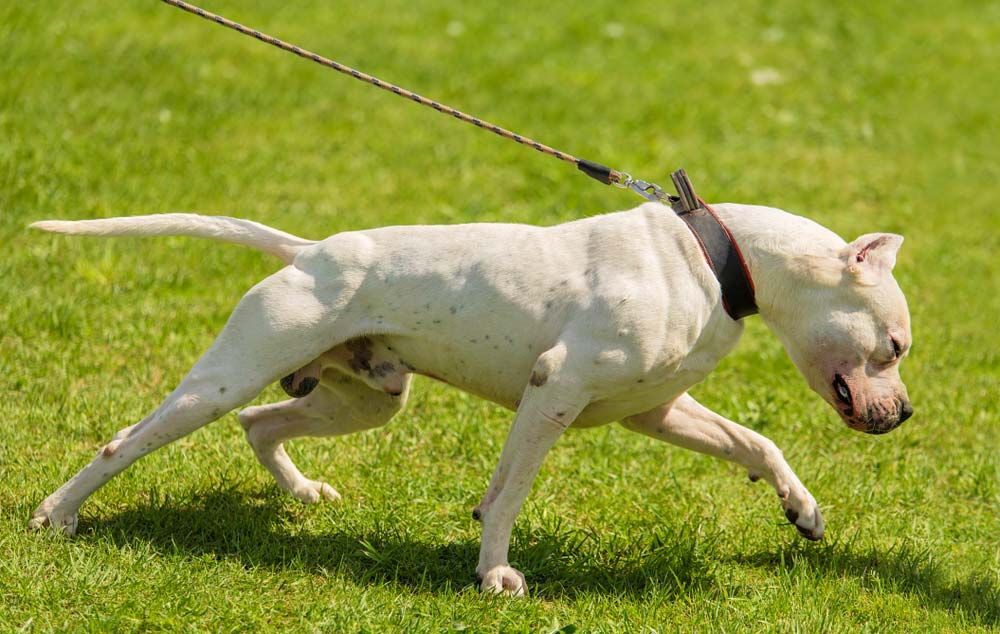 Mejores opciones de alimentacion para el Dogo Argentino