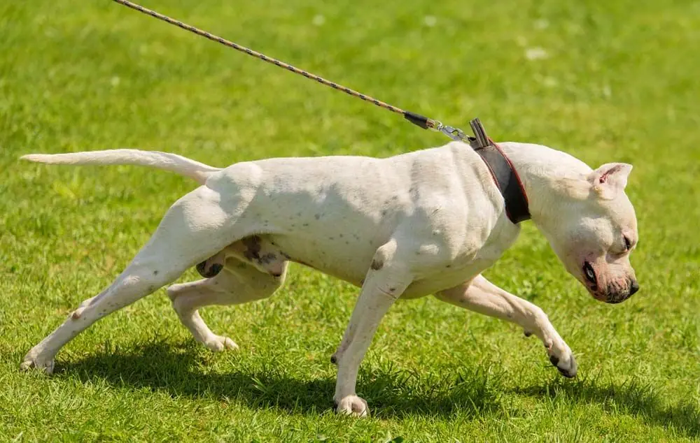 Mejores opciones de alimentacion para el Dogo Argentino