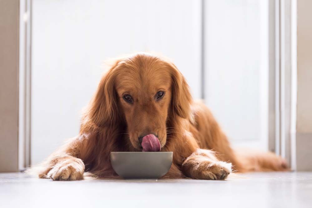 Mejores opciones de alimentacion para el Golden Retriever