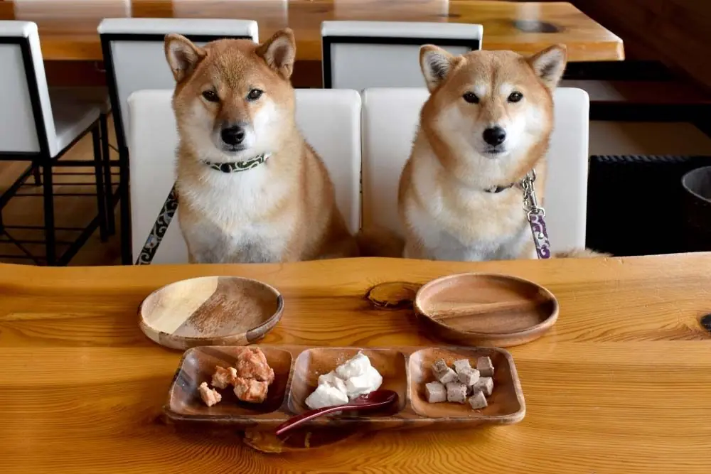 Mejores opciones de alimentacion para el Shiba Inu