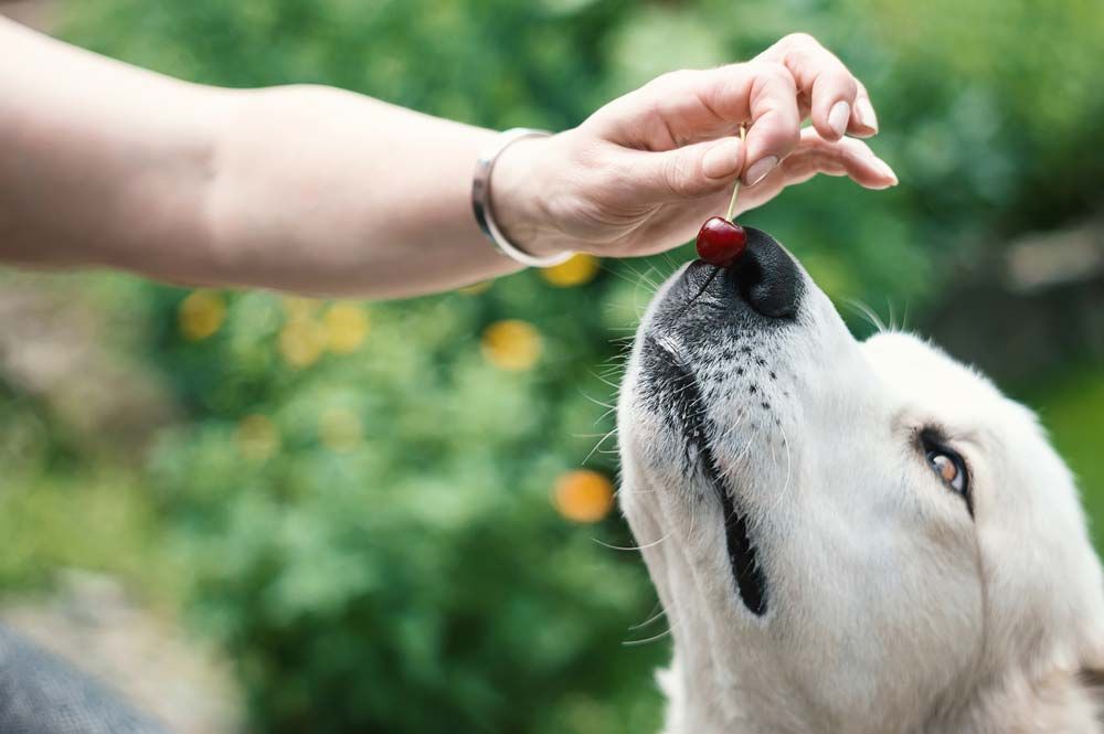 Monitora la reazione del tuo cane