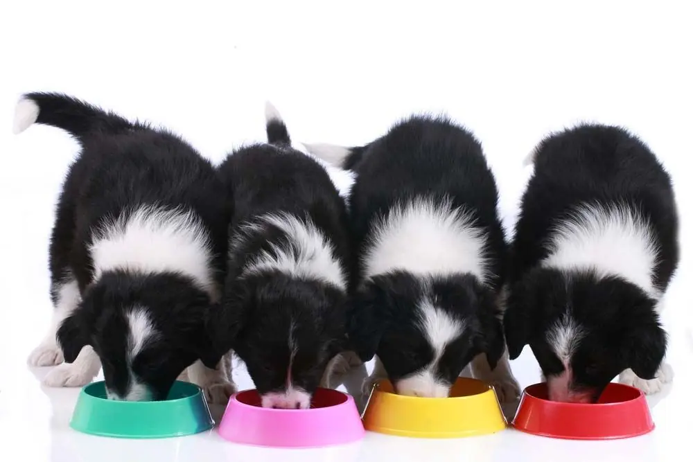 Nutrition personnalisee pour votre meilleur am fourrure border collie