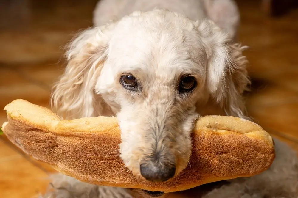 Pane per cani: Sicuro o rischioso?