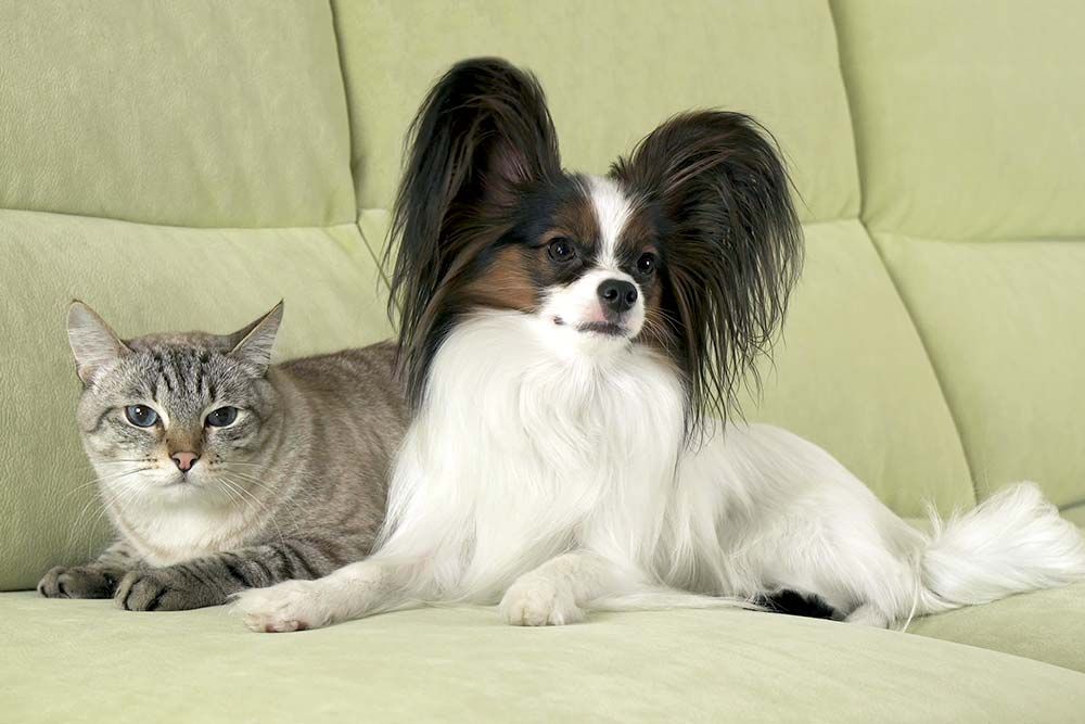 Papillon y gato