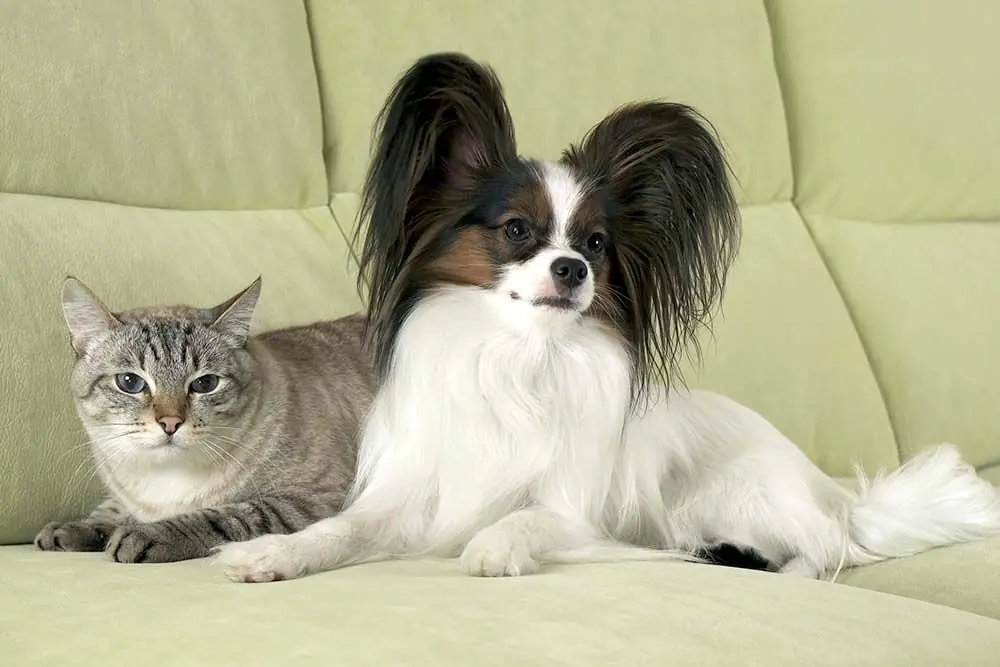 Papillon y gato