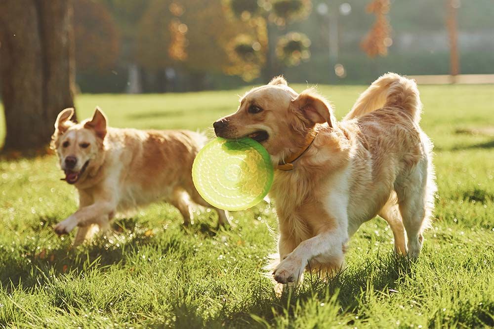 Parques caninos locales