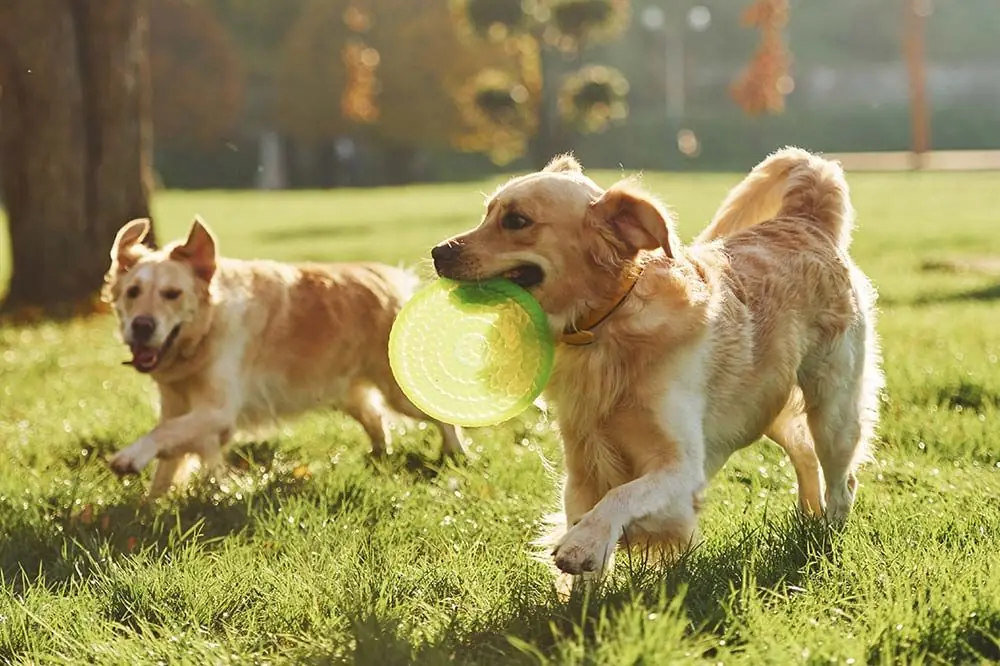 Parques caninos locales