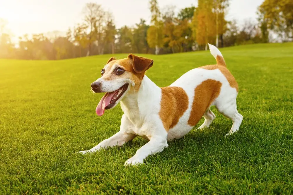 Los mejores parques y áreas recreativas para perros