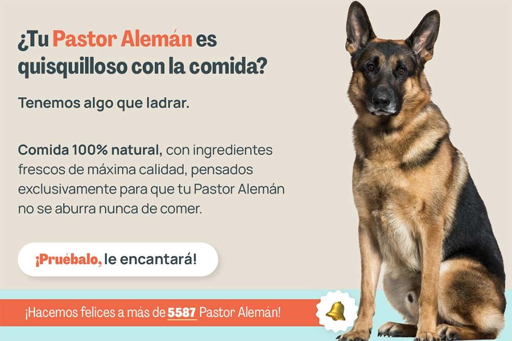 Pastor aleman