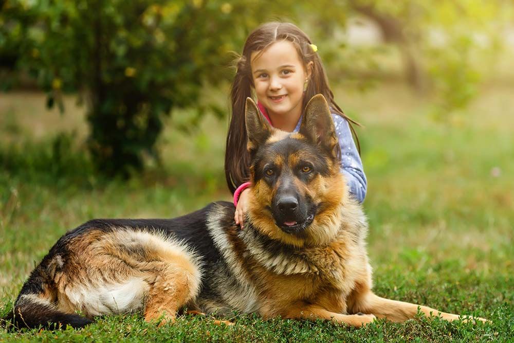 Pastor aleman caracter