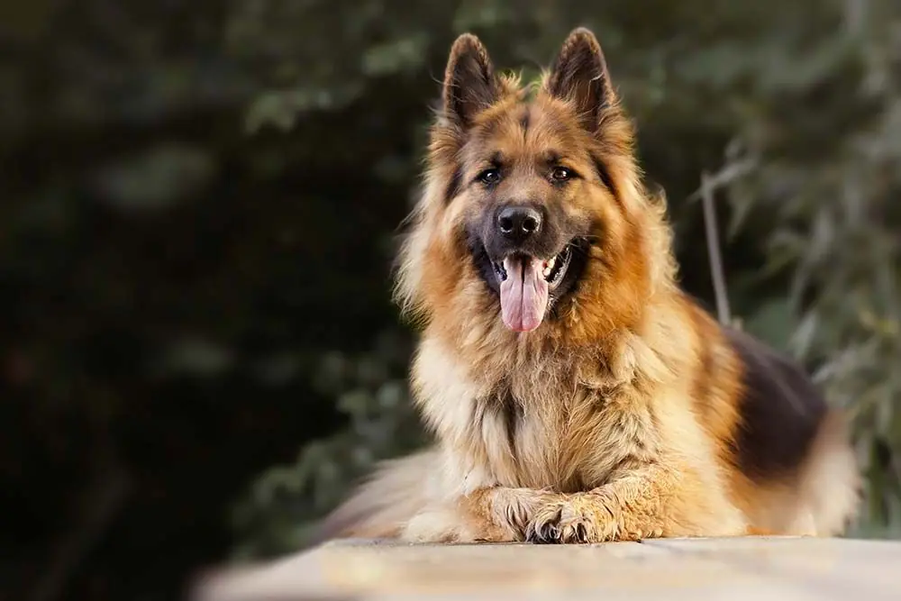 Berger Allemand: Découvrez tout sur cette race de chiens