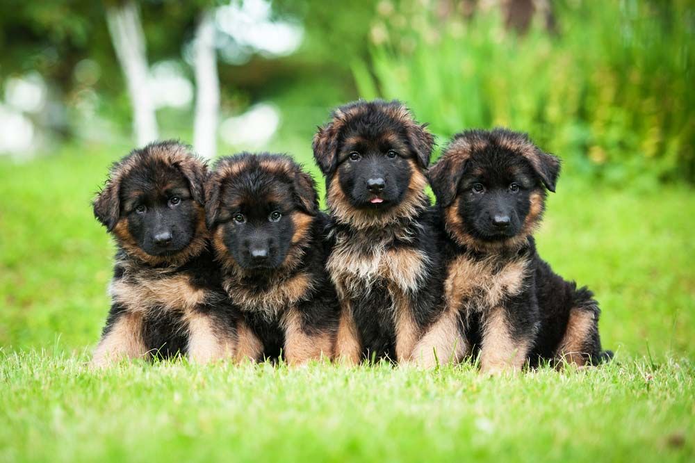 Pastor aleman galeria