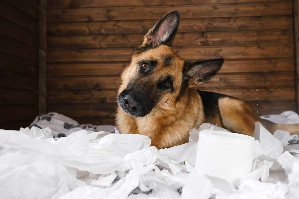 Pastor aleman galeria