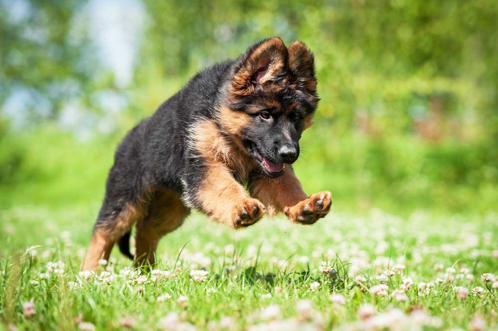 Pastor aleman galeria