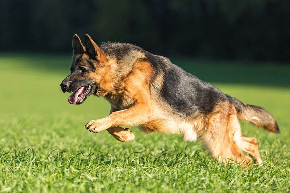 Pastor aleman socializacion entrenamiento