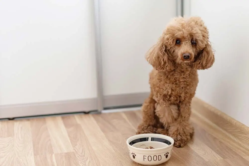 Perché il cane non mangia? Scopriamo le cause