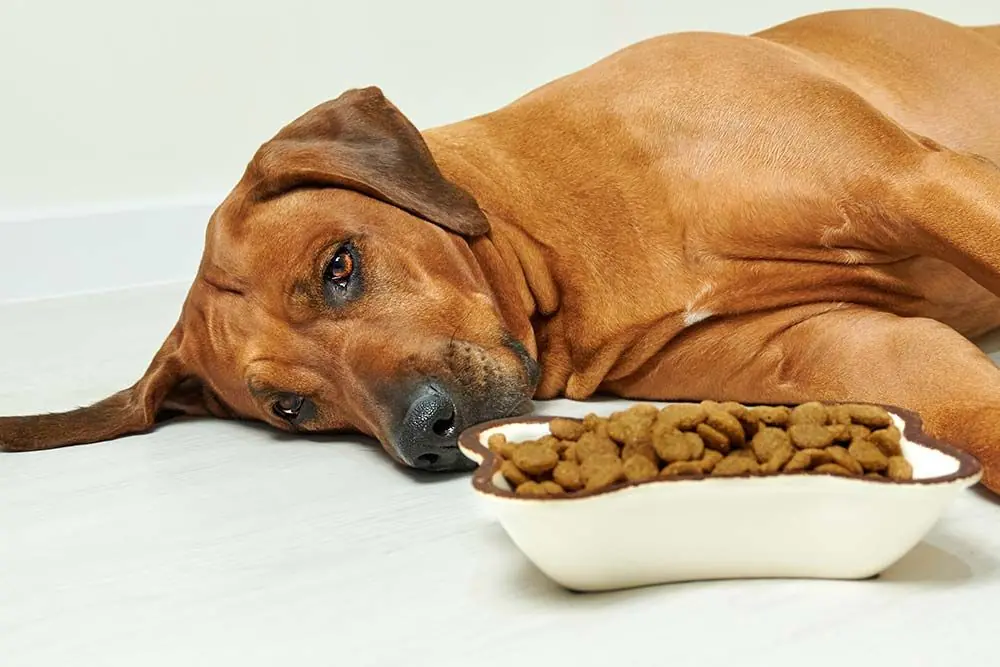 Perché il cane vomita le crocchette? Scopri le cause