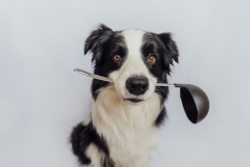 Perro Border Collie con cuchara en el hocico, esperando su comida