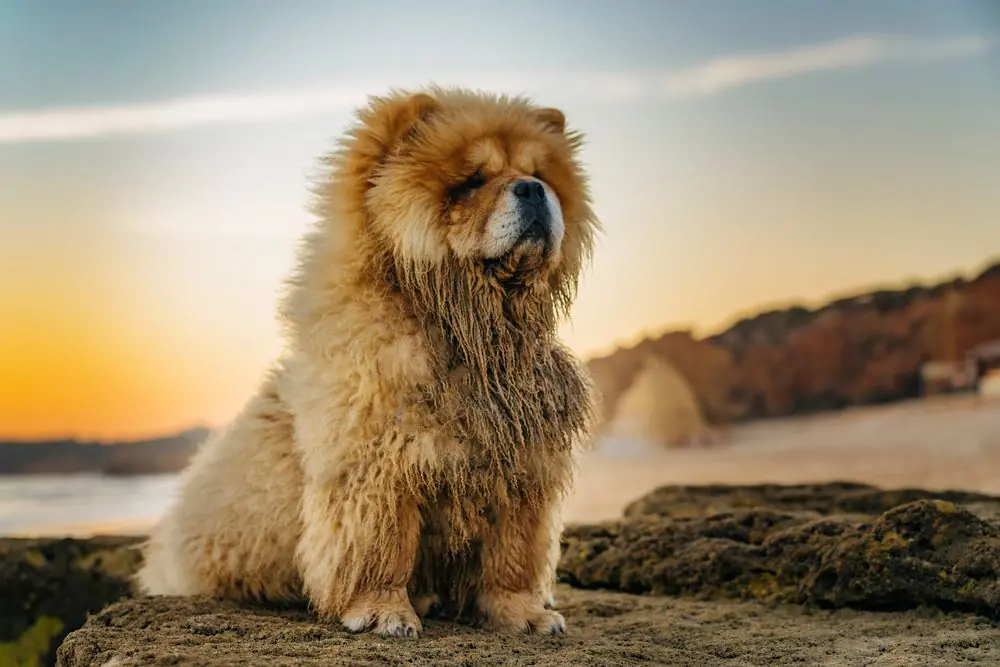 Perro Chow Chow disfrutando del atardecer en la playa