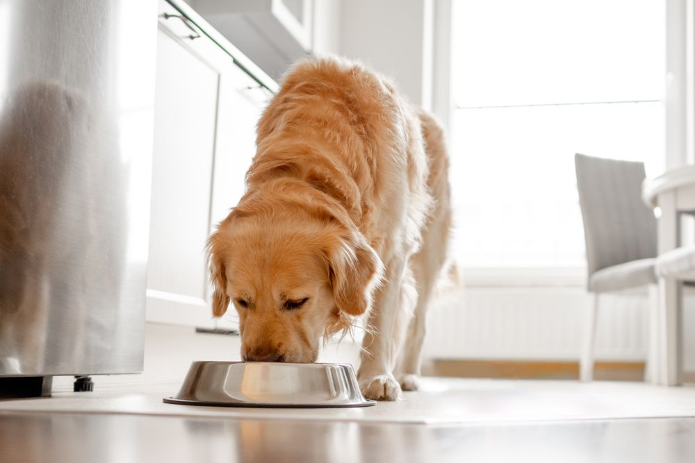 Perro Golden Retriever comiendo de su cuenco en la cocina